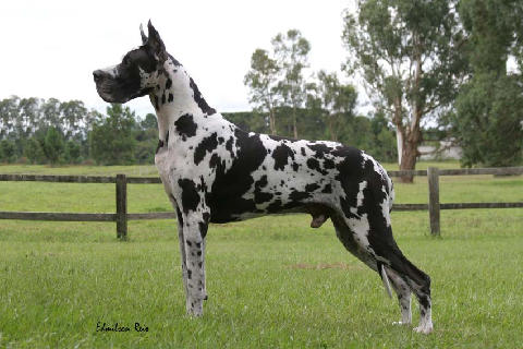 Ilha do Gererê D. Phantom Von Graf