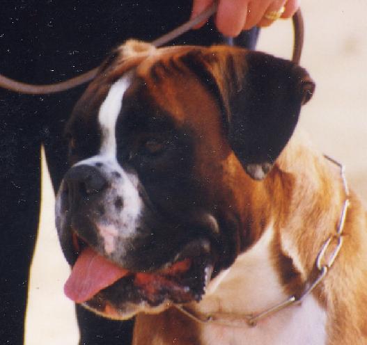 CH.INT.02 Frank-Costello De Cinco Rosas