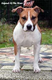 Legend Of The Starr Eluna Naomi