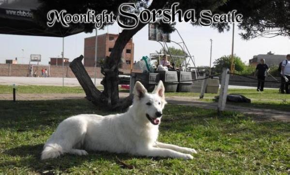 Moonlight Sorsha Scatle