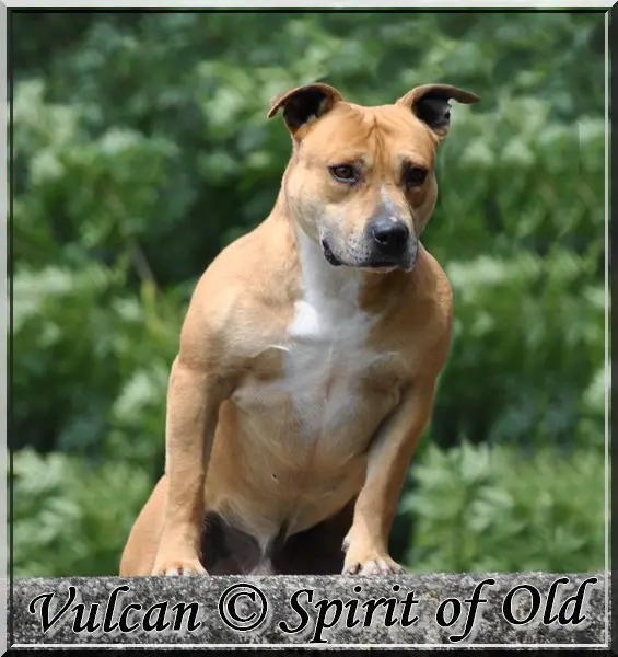 Vulcan boy de la Kangpa Nima