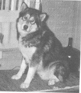 CH AM. CAN. Cliquot of Husky-Pak