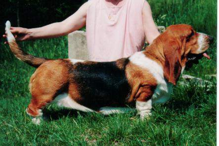 Chester dominik