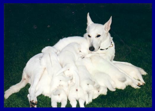 Sheba Nollan