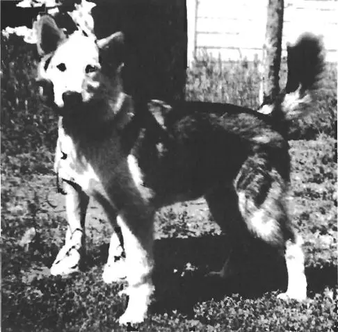 Husky-Pak Glacier