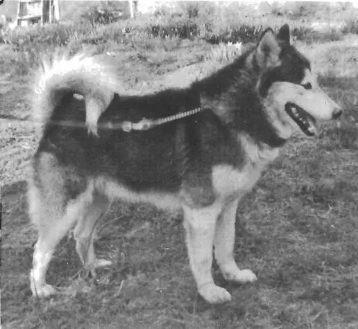 CH Husky-Pak Black Hawk
