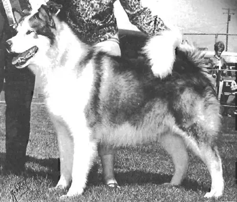 Wakon's Arctic Bear du Nordkyn