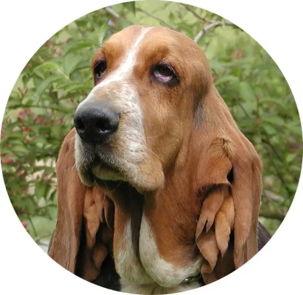 Super cool du haras de la vergne