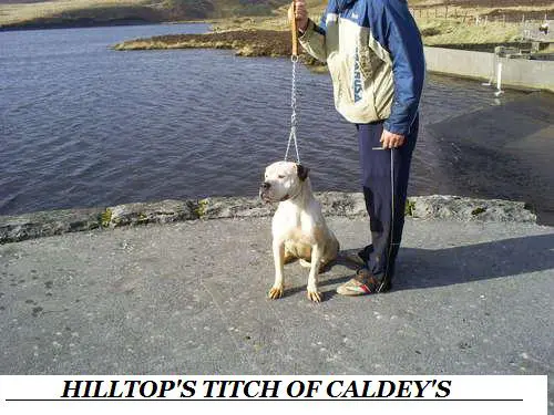 Hilltop's Titch of Caldey