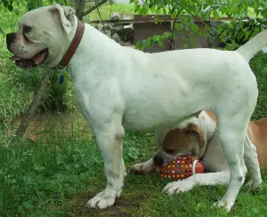 SAS's Jolie Blond of Isaacs (weapon x kennels)