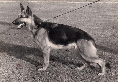 V Iris vom Haus Pürkner