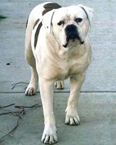 Johnson's Conan the Destroyer