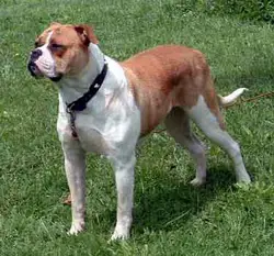 Urban's Golden Layla DPM