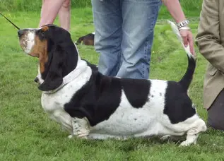 Dutch home's diva
