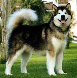 BIS/INT/IT CH Voyager del Lago degli Orsi