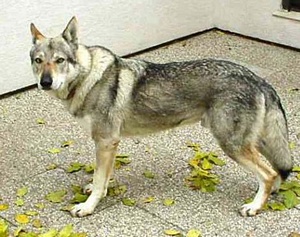 CACIB, 2XCAC Aragorn Potomok vlkov