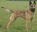 Tommy (Mr J Langemaat) Malinois