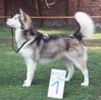 BISS CH Cold Valley's Original Kinua