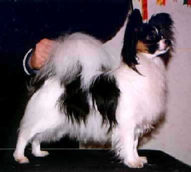 SWEDISH, FIN, JAP CH Connection Samara Wind