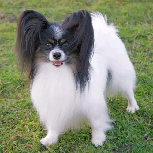 INT CH Queen Bless JP Tri Something