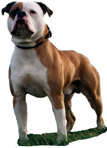 Guardian Angels Apollo