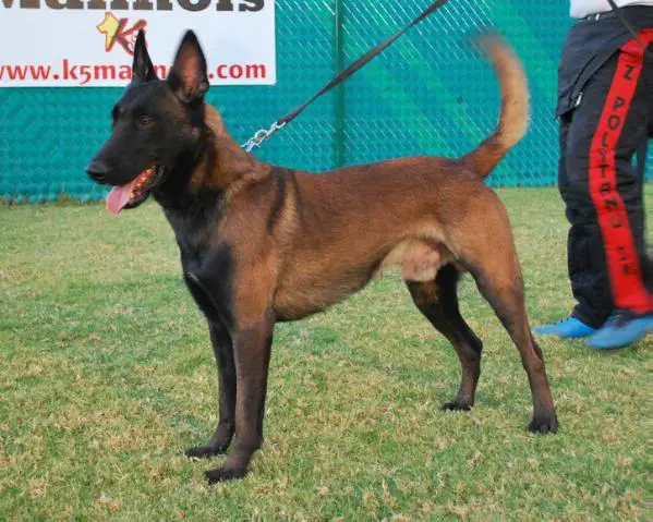 BH Russo (2008) GA 9485-D