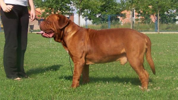 JCH,CH. Remulus Z Vlckovskeho mlyna