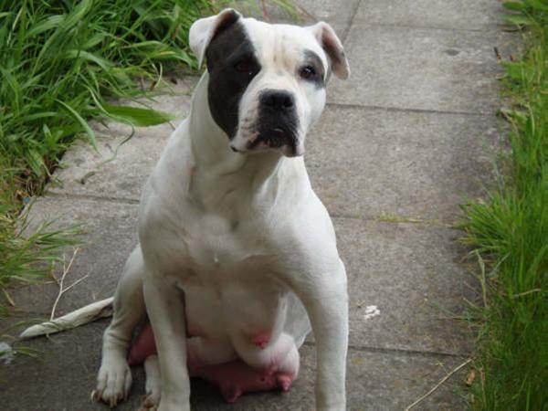 Thomas' Jezebel Of Rowland