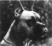 DUTCH CH Cerberus van Haus Germania