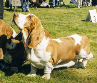 GLORIA z Gangu Dlugich