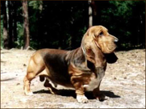 DIADEM z Gniazda Adhary