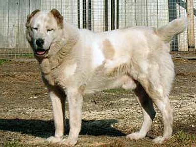Bergut