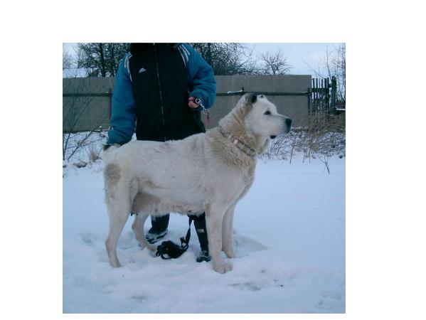 CAC Altyn 'ow.Okorochkova'