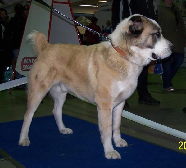 CAC Gardian Enzhel Gektor