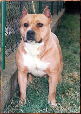 PRM,CAC,RCAC,BOB Srcky's Amstaff Wild Rose