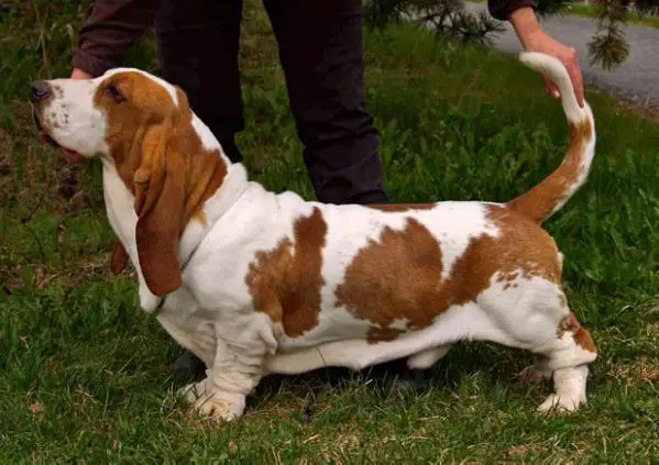 Bassbarr Fingals Cave