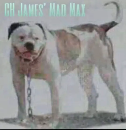 CH James' Mad Max