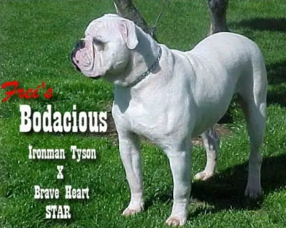 Topdawg's Bodacious