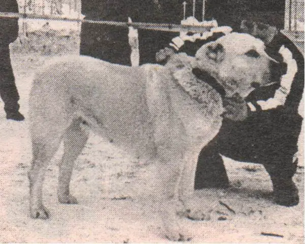 RUS CH Afi-Lana