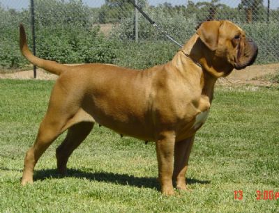 AUSTRALIAN CHAMPION Moloscyg French Kissn