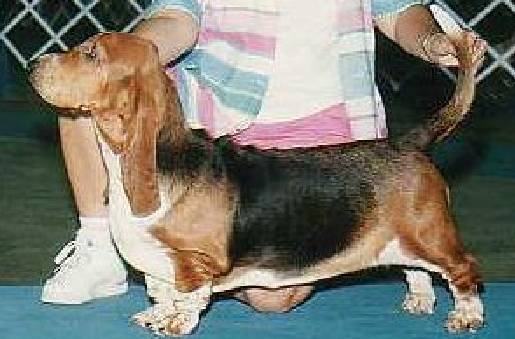 Sundance's Phoenix Rising