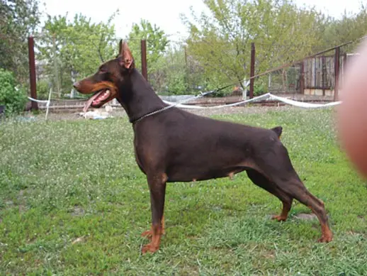 CH MD, CH UA Aqvilon Cherry
