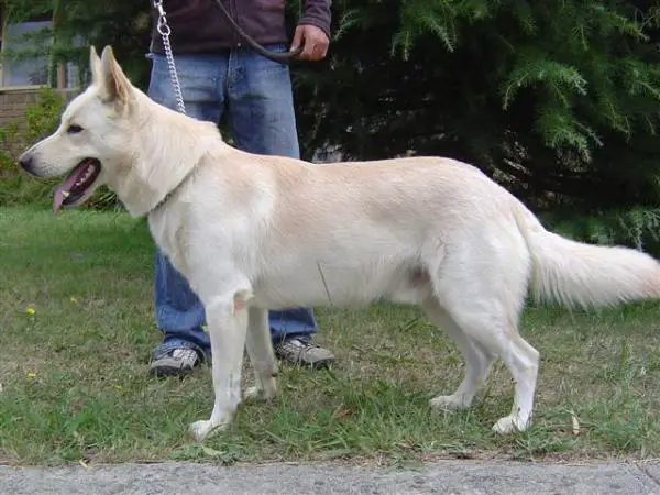 Kyanjuwa White Amorak