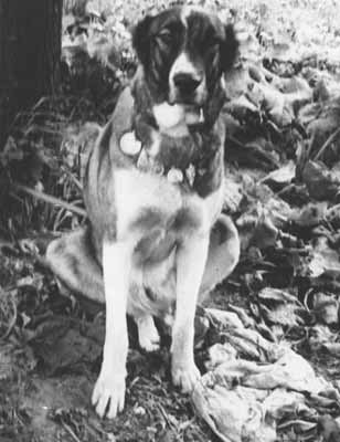Chauri