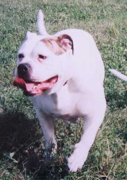 Szt.Lorinci Bulldozer Aliz