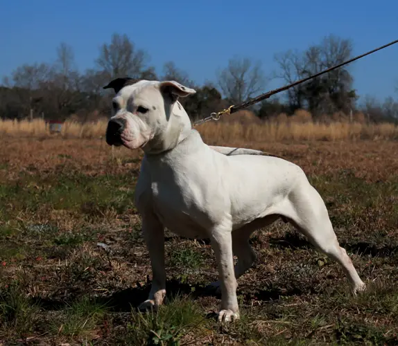 Fulkvar's Alexa of Mizpah