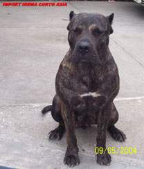 Asia de Irema Curto (aka Roxy)