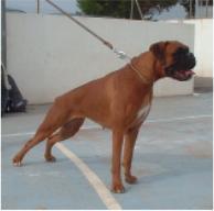 ambar de roxos
