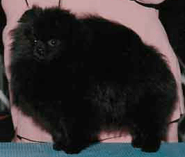 AM CH Finch's You're So Vain