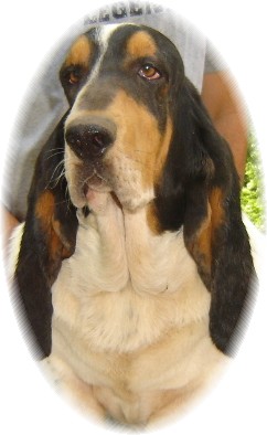 Corkey's Sir Ivanhoe